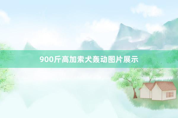900斤高加索犬轰动图片展示